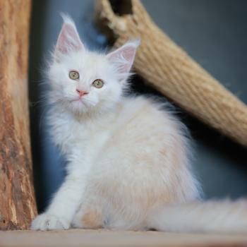 chaton Maine coon cream smoke Billy Elevage de maine coon L'Or sauvage