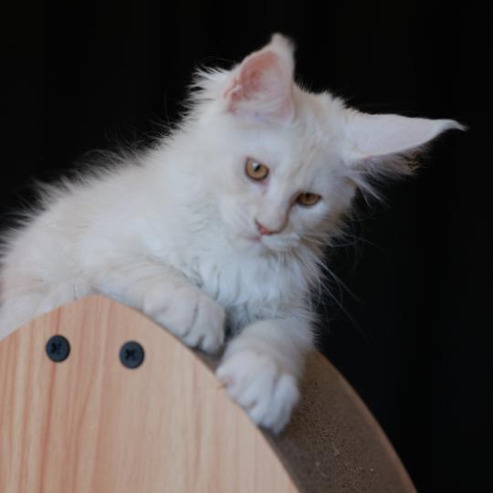 chaton Maine coon cream smoke Billy Elevage de maine coon L'Or sauvage