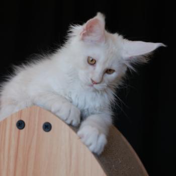 chaton Maine coon cream smoke Billy Elevage de maine coon L'Or sauvage