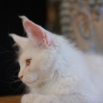 chaton Maine coon cream smoke Billy Elevage de maine coon L'Or sauvage