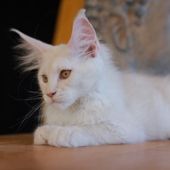 chaton Maine coon cream smoke Billy Elevage de maine coon L'Or sauvage