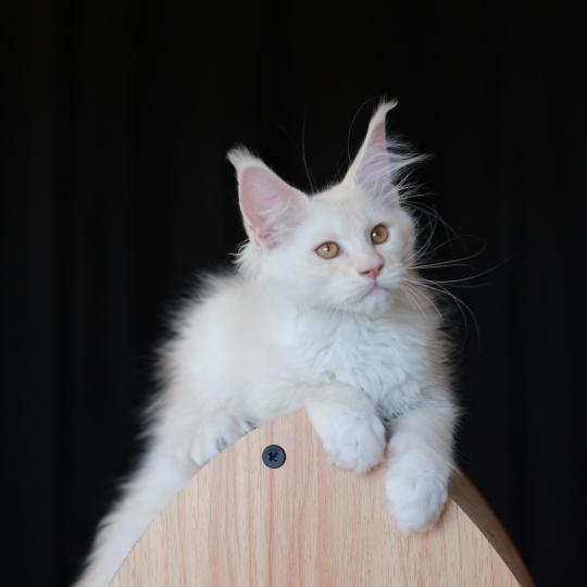 chaton Maine coon cream smoke Billy Elevage de maine coon L'Or sauvage