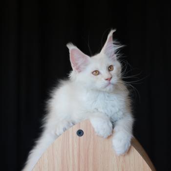 chaton Maine coon cream smoke Billy Elevage de maine coon L'Or sauvage