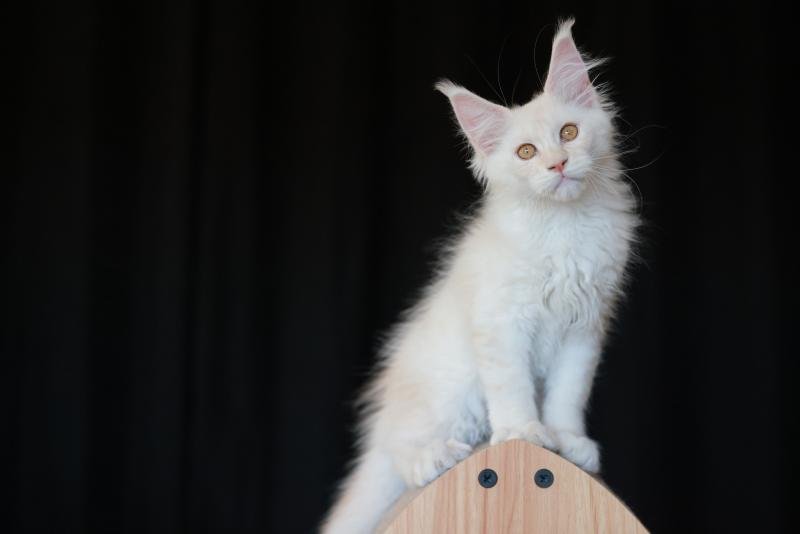 Billy DE L'OR SAUVAGE Mâle Maine coon