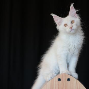 chaton Maine coon cream smoke Billy Elevage de maine coon L'Or sauvage