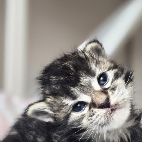 chaton Maine coon brown blotched tabby Blackstar Elevage de maine coon L'Or sauvage