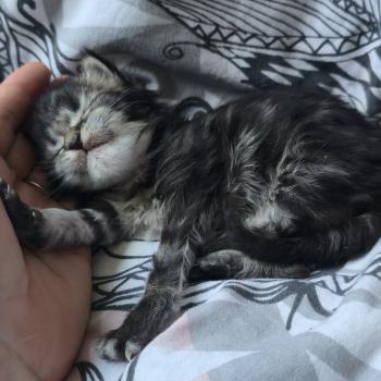 chaton Maine coon brown blotched tabby Blackstar Elevage de maine coon L'Or sauvage