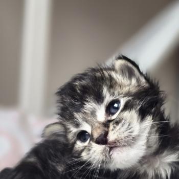 chaton Maine coon brown blotched tabby Blackstar Elevage de maine coon L'Or sauvage