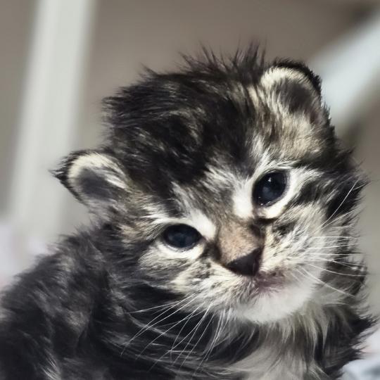 chaton Maine coon brown blotched tabby Blackstar Elevage de maine coon L'Or sauvage