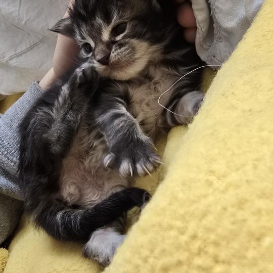 chaton Maine coon brown blotched tabby Blackstar Elevage de maine coon L'Or sauvage