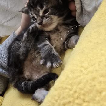 chaton Maine coon brown blotched tabby Blackstar Elevage de maine coon L'Or sauvage