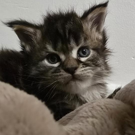 chaton Maine coon brown blotched tabby Blackstar Elevage de maine coon L'Or sauvage