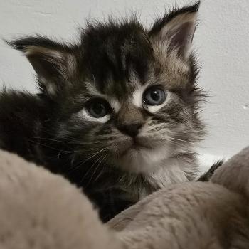 chaton Maine coon brown blotched tabby Blackstar Elevage de maine coon L'Or sauvage
