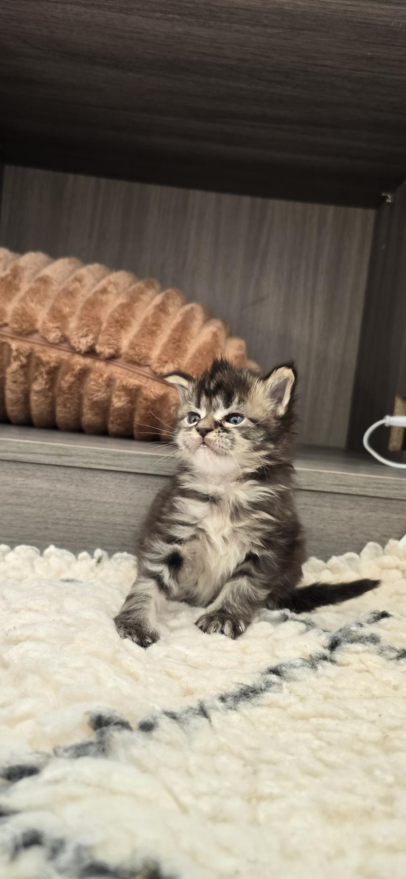 Blackstar DE L'OR SAUVAGE Mâle Maine coon