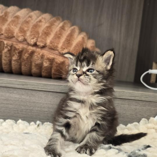 Blackstar DE L'OR SAUVAGE Mâle Maine coon