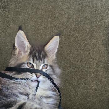 chaton Maine coon brown blotched tabby Blackstar Elevage de maine coon L'Or sauvage