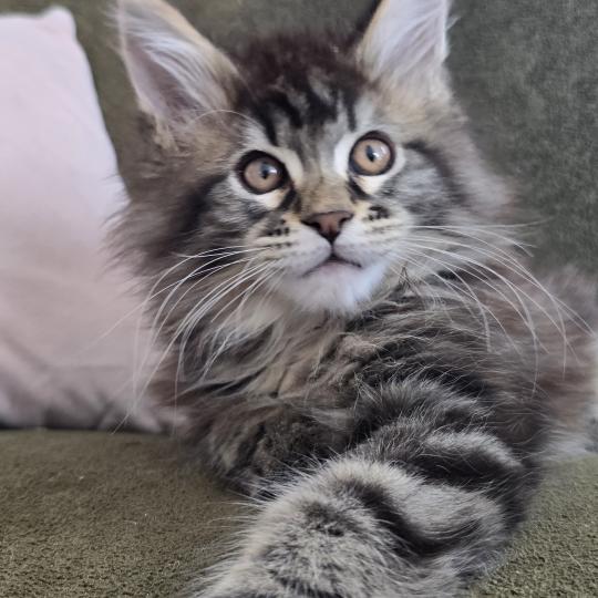chaton Maine coon brown blotched tabby Blackstar Elevage de maine coon L'Or sauvage