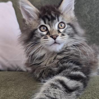 chaton Maine coon brown blotched tabby Blackstar Elevage de maine coon L'Or sauvage
