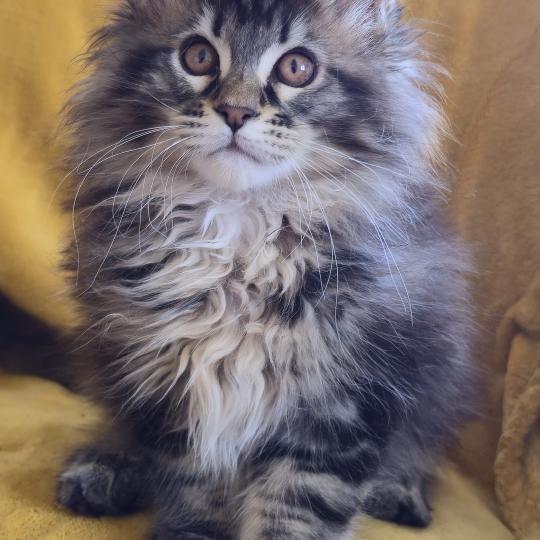chaton Maine coon brown blotched tabby Blackstar Elevage de maine coon L'Or sauvage