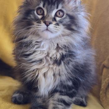 chaton Maine coon brown blotched tabby Blackstar Elevage de maine coon L'Or sauvage