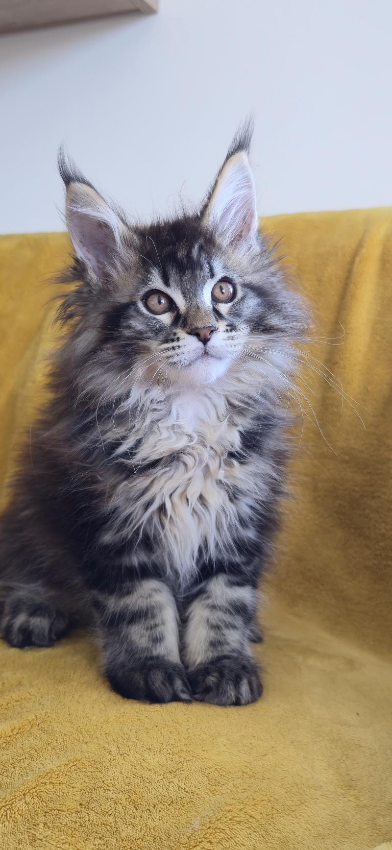Blackstar DE L'OR SAUVAGE Mâle Maine coon