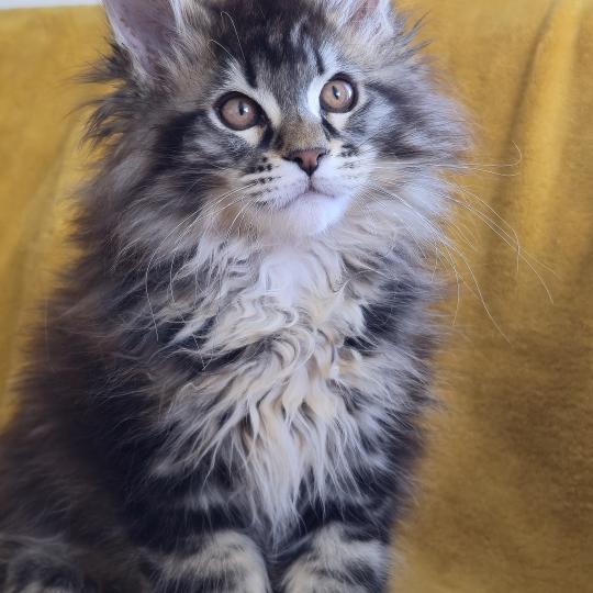 Blackstar DE L'OR SAUVAGE Mâle Maine coon