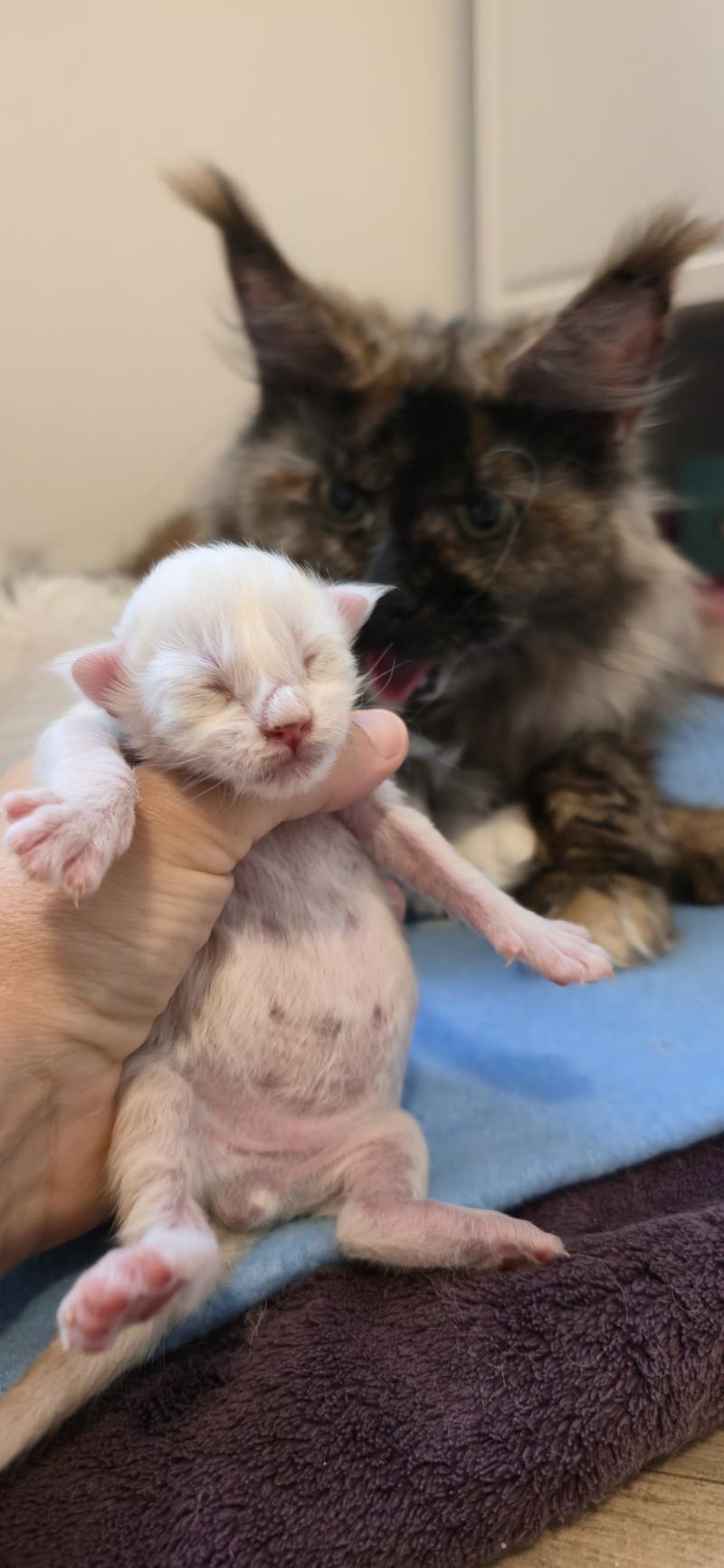 Bobby DE L'OR SAUVAGE Mâle Maine coon