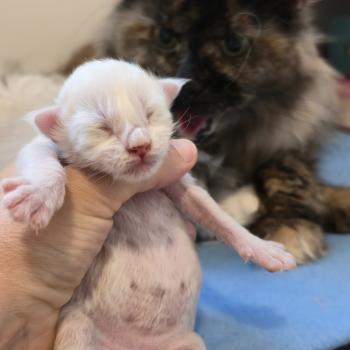 chaton Maine coon red smoke Bobby Elevage de maine coon L'Or sauvage