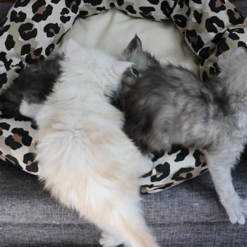 chaton Maine coon red smoke Bobby Elevage de maine coon L'Or sauvage