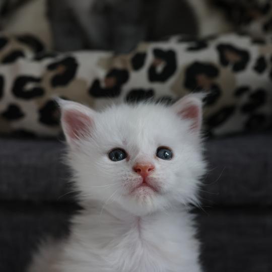 chaton Maine coon red smoke Bobby Elevage de maine coon L'Or sauvage