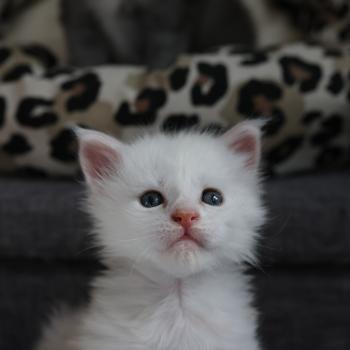 chaton Maine coon red smoke Bobby Elevage de maine coon L'Or sauvage