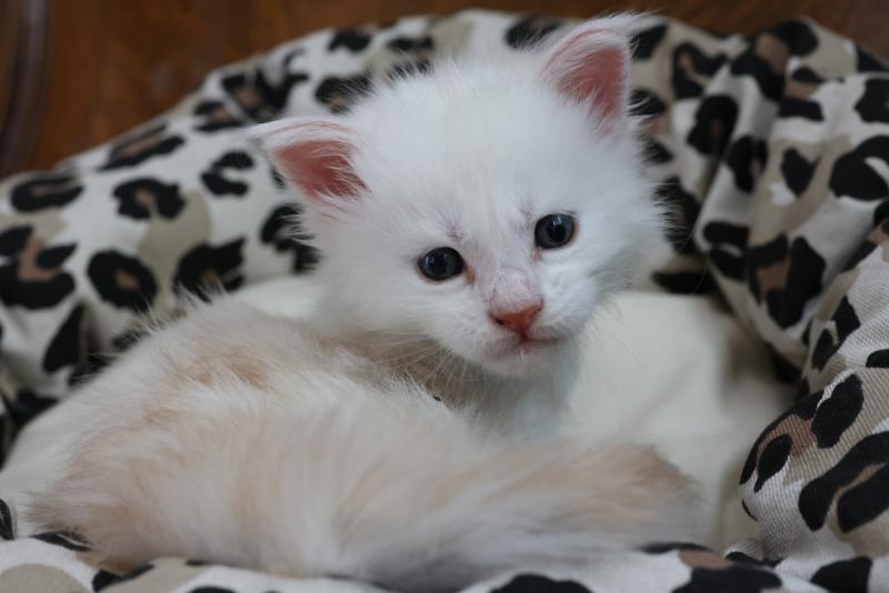 BEAWULF DE L'OR SAUVAGE Mâle Maine coon