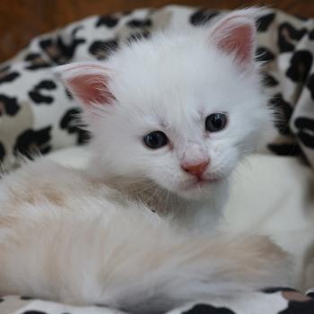 chaton Maine coon red smoke Bobby Elevage de maine coon L'Or sauvage