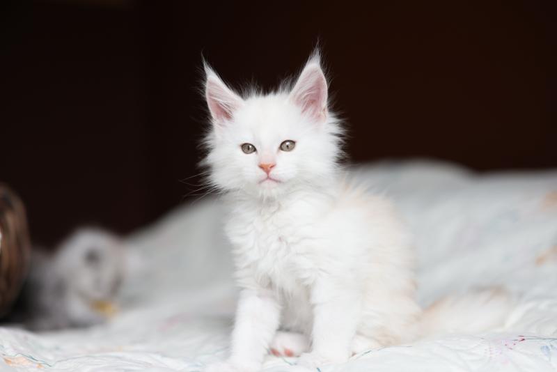 BEAWULF DE L'OR SAUVAGE Mâle Maine coon