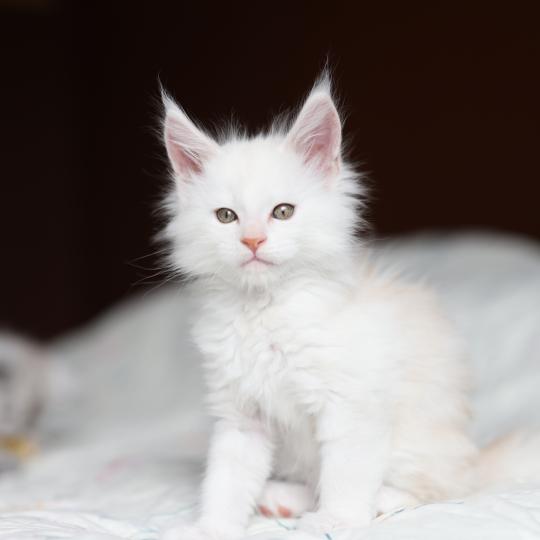 chaton Maine coon red smoke BEAWULF Elevage de maine coon L'Or sauvage