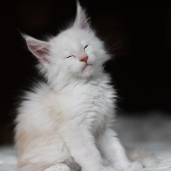 chaton Maine coon red smoke BEAWULF Elevage de maine coon L'Or sauvage