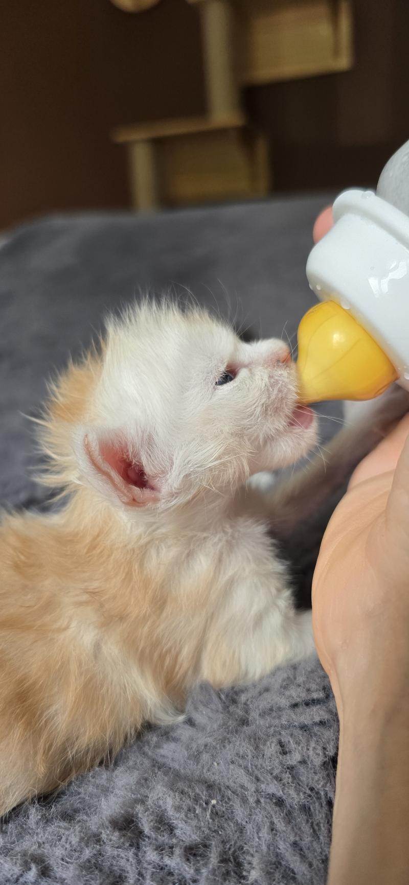 Boston DE L'OR SAUVAGE Mâle Maine coon