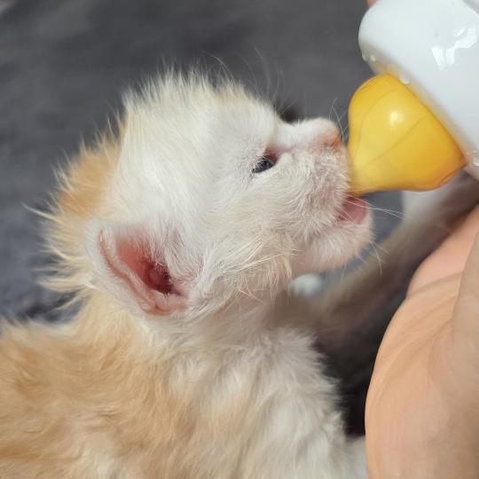 chaton Maine coon red smoke Boston Elevage de maine coon L'Or sauvage