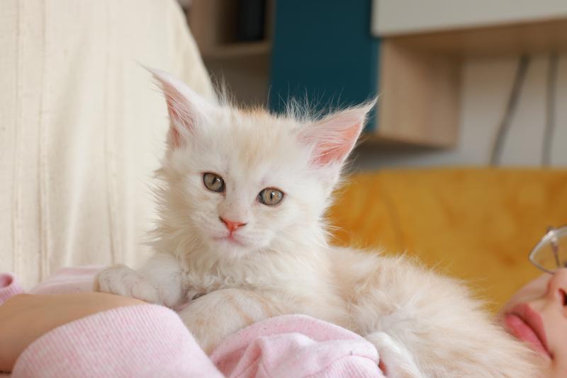 Boston DE L'OR SAUVAGE Mâle Maine coon