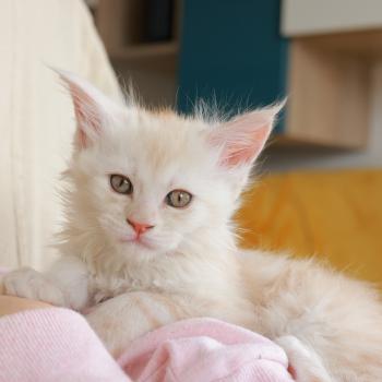 chaton Maine coon red smoke Boston Elevage de maine coon L'Or sauvage