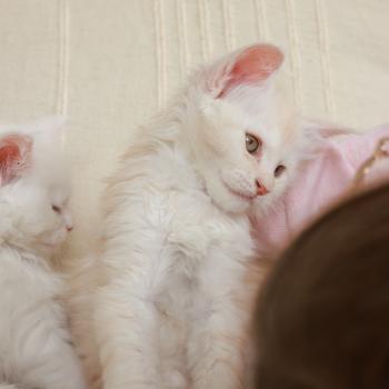 chaton Maine coon red smoke Boston Elevage de maine coon L'Or sauvage