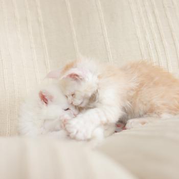 chaton Maine coon red smoke Boston Elevage de maine coon L'Or sauvage