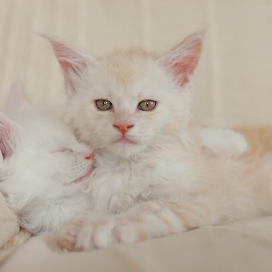 chaton Maine coon red smoke Boston Elevage de maine coon L'Or sauvage