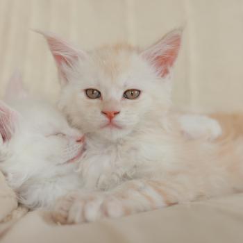chaton Maine coon red smoke Boston Elevage de maine coon L'Or sauvage