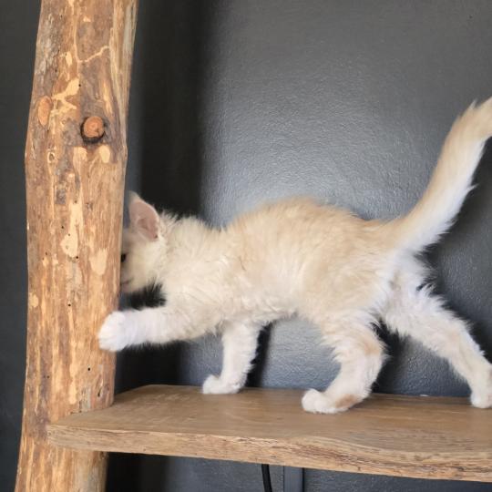 chaton Maine coon red smoke Boston Elevage de maine coon L'Or sauvage