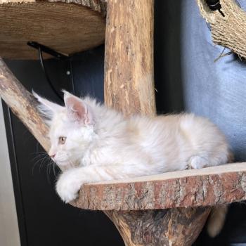 chaton Maine coon red smoke Boston Elevage de maine coon L'Or sauvage