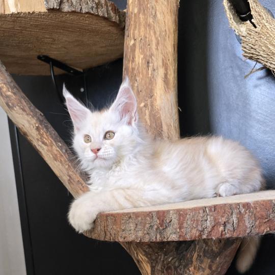 chaton Maine coon red smoke Boston Elevage de maine coon L'Or sauvage