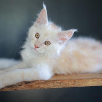 chaton Maine coon red smoke Boston Elevage de maine coon L'Or sauvage