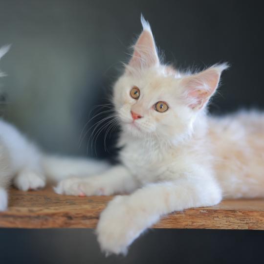 chaton Maine coon red smoke Boston Elevage de maine coon L'Or sauvage