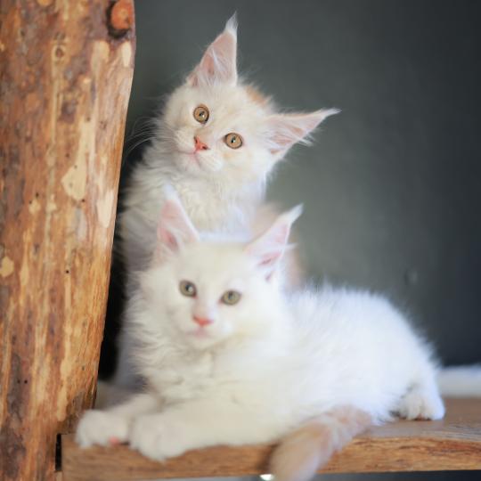 chaton Maine coon red smoke Boston Elevage de maine coon L'Or sauvage